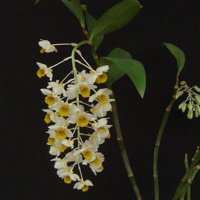 DENDROBIUM thyrsiflorum