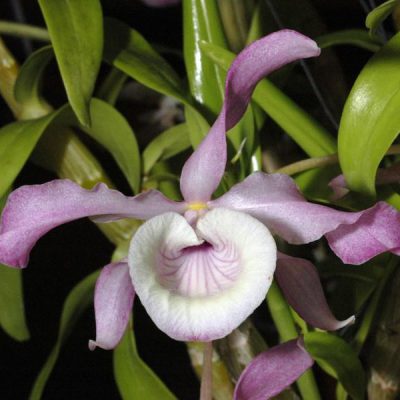 DENDROBIUM tortile