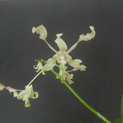 DENDROBIUM undulatum