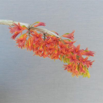 DENDROBIUM usitae