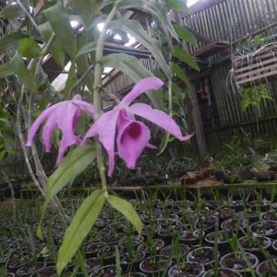 DENDROBIUM superbum