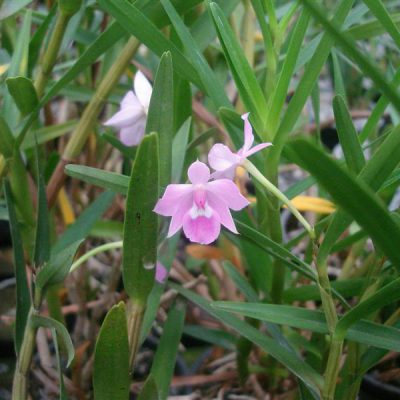 DIMERANDRA emarginata