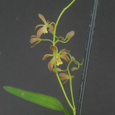 ENCYCLIA marxiana