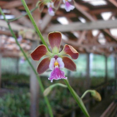 ENCYCLIA megalantha