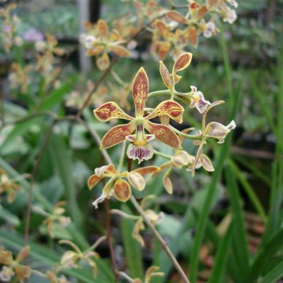 ENCYCLIA oncidioides