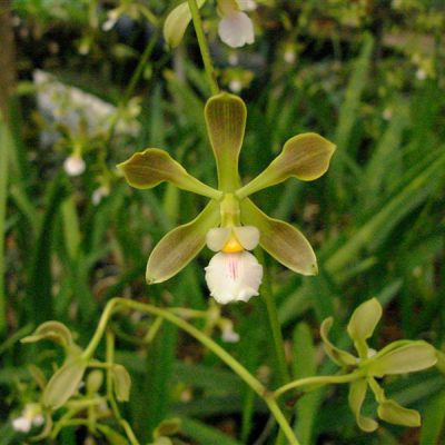 ENCYCLIA osmantha