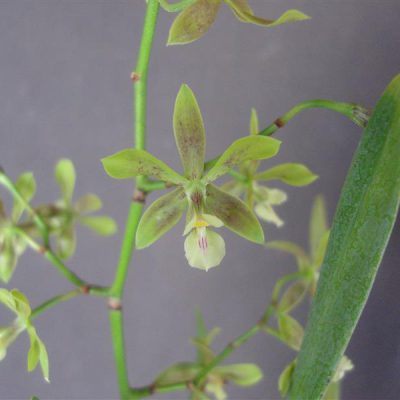 ENCYCLIA patens