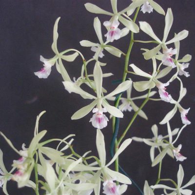 ENCYCLIA profusa