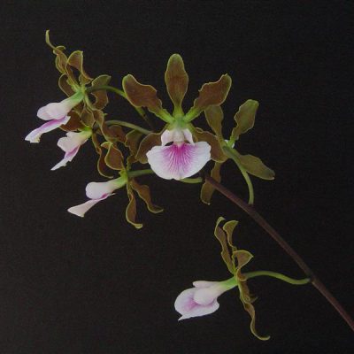 ENCYCLIA randii