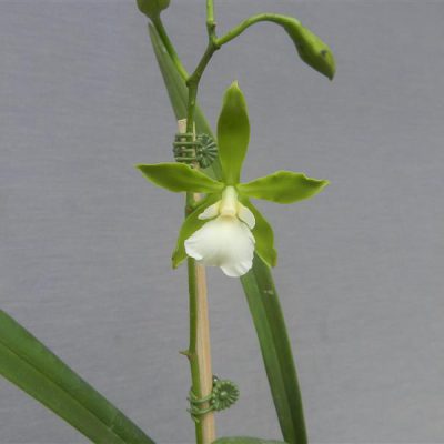 ENCYCLIA randii var. alba