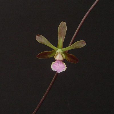 ENCYCLIA seidelii