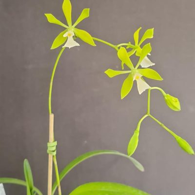 ENCYCLIA tampense alba