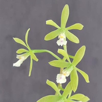 ENCYCLIA thienii