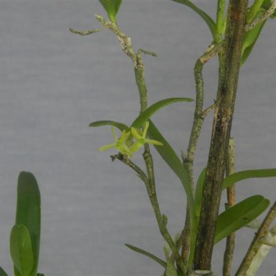 EPIDENDRUM filicaule
