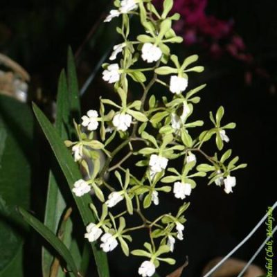 EPIDENDRUM floribundum