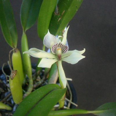 EPIDENDRUM fragrans