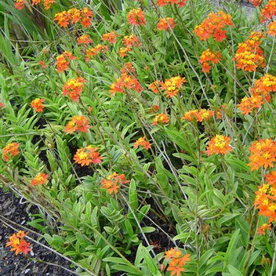 EPIDENDRUM fulgens