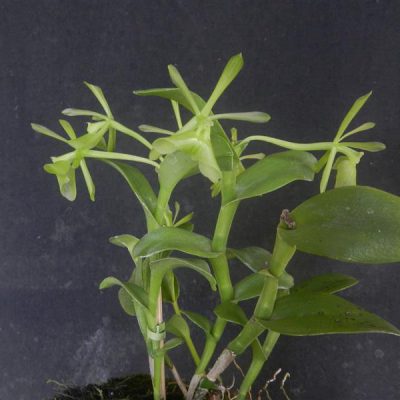 EPIDENDRUM latilabre