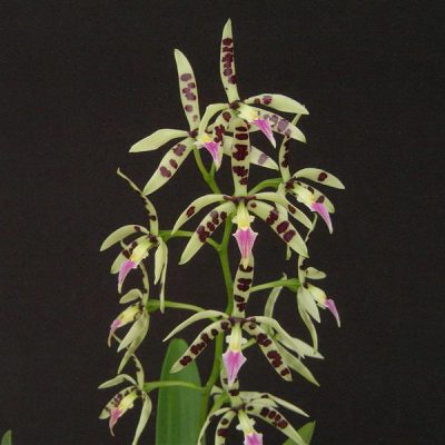 EPIDENDRUM prismatocarpum