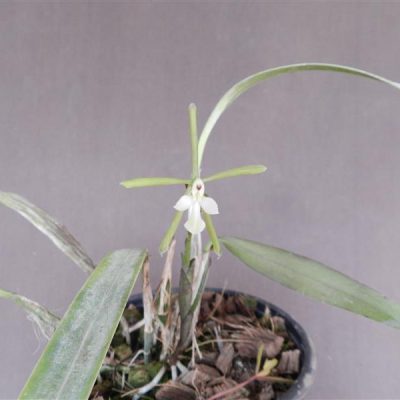EPIDENDRUM purpurescens