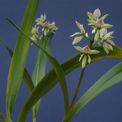 EPIDENDRUM radiatum