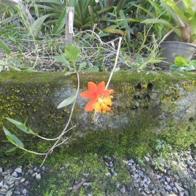 EPIDENDRUM radicans