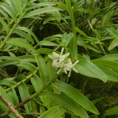 EPIDENDRUM ramosum