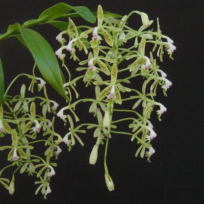 EPIDENDRUM raniferum