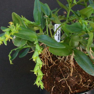 EPIDENDRUM rigidum