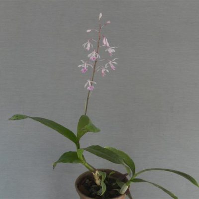 EPIDENDRUM rondoniense