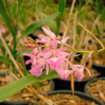 EPIDENDRUM violaceus (rupestris)