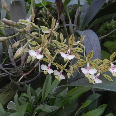 EPIDENDRUM stamfordianum