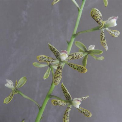 EPIDENDRUM variegatum