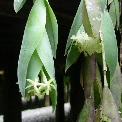EPIDENDRUM vesicatum
