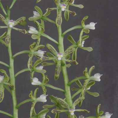 EPIDENDRUM vespa