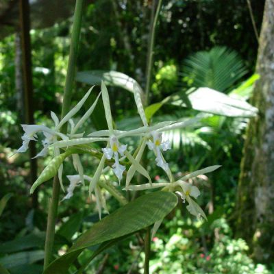 EPIDENDRUM viviparum