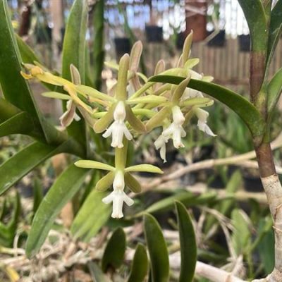 EPIDENDRUM warasii