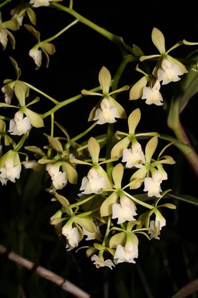 EPIDENDRUM warasii