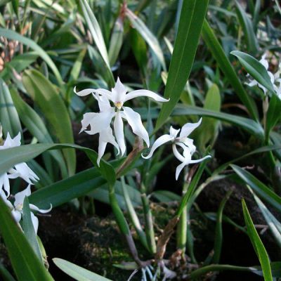 EPIDENDRUM widgrenii