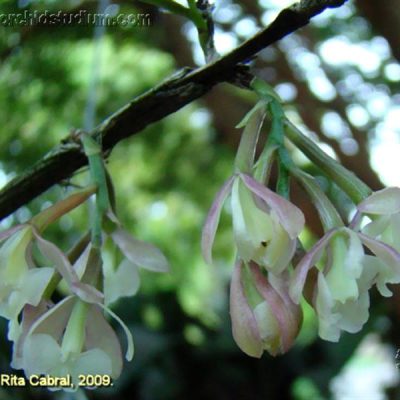 EPIDENDRUM henschenii