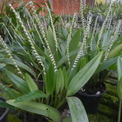 ERIA stricta