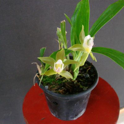 GALEOTTIA ciliata