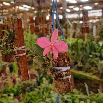 SOPHRONITIS rosea
