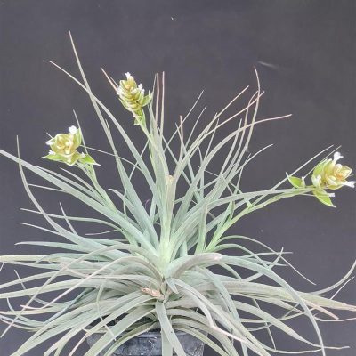 TILLANDSIA pohliana
