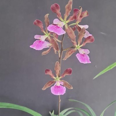 ENCYCLIA randii var. rondoniensis