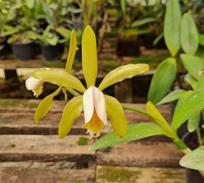CATTLEYA forbesii var aurea