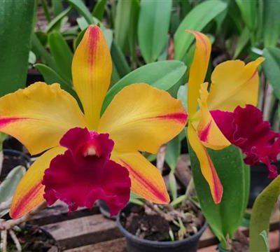 BRASSOLAELIOCATTLEYA Toshie Aoki "Wine Flare"