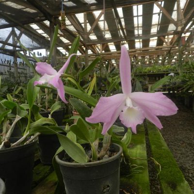 LAELIA fidelensis