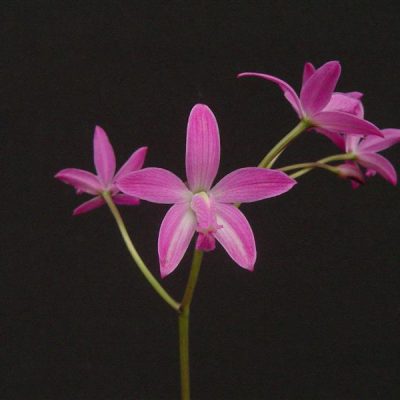 LAELIA ghillanyi