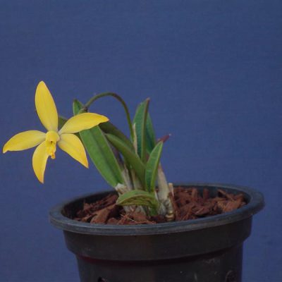 LAELIA esalqueana